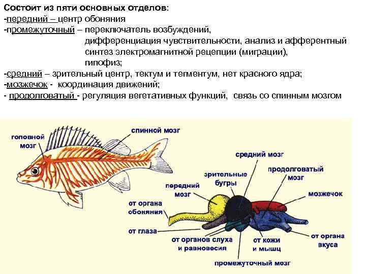 Состоит из пяти основных отделов: -передний – центр обоняния -промежуточный – переключатель возбуждений, дифференциация