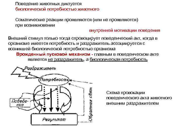 Поведение животных диктуется биологической потребностью животного Соматические реакции проявляются (или не проявляются) при возникновении