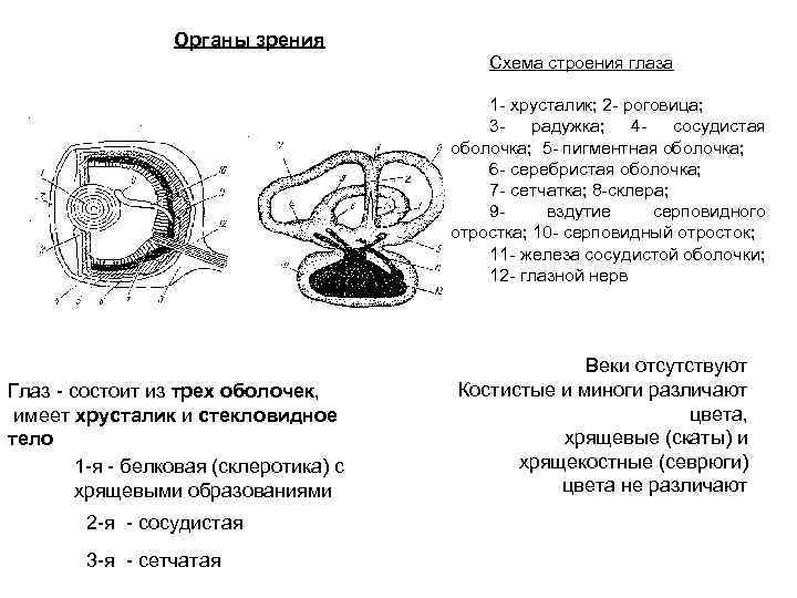 Органы зрения Схема строения глаза 1 - хрусталик; 2 - роговица; 3 - радужка;