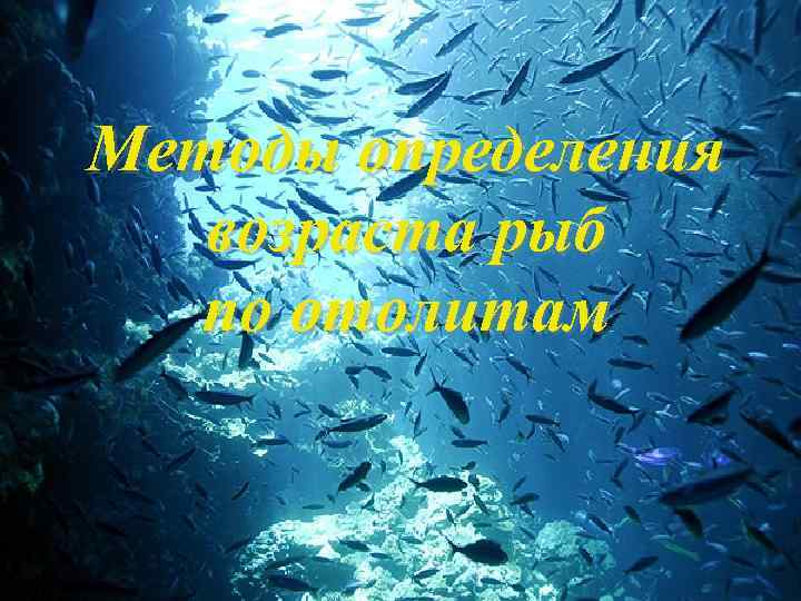 Методы определения возраста рыб по отолитам 