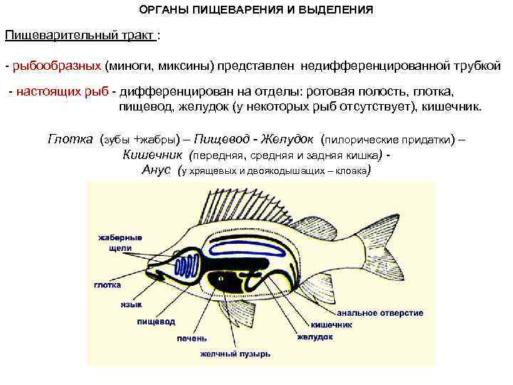 ОРГАНЫ ПИЩЕВАРЕНИЯ И ВЫДЕЛЕНИЯ Пищеварительный тракт : - рыбообразных (миноги, миксины) представлен недифференцированной трубкой