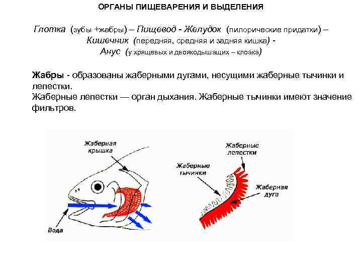 Укажите на рисунке жаберные крышки рыбы