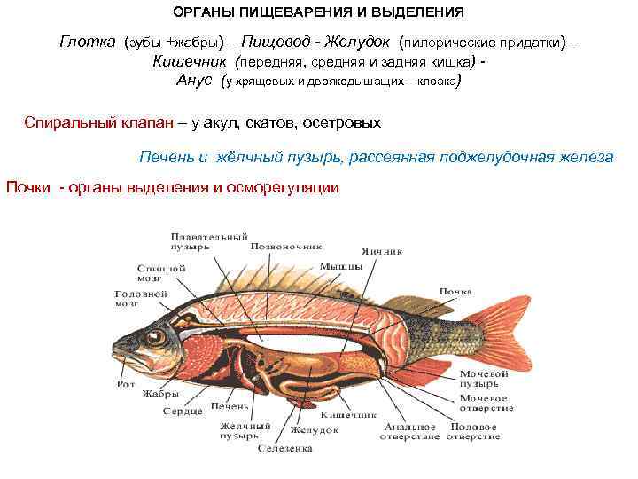 ОРГАНЫ ПИЩЕВАРЕНИЯ И ВЫДЕЛЕНИЯ Глотка (зубы +жабры) – Пищевод - Желудок (пилорические придатки) –