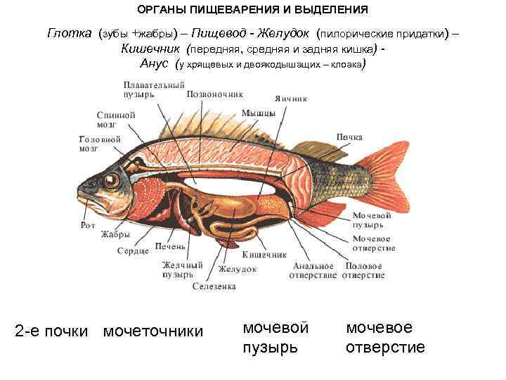 ОРГАНЫ ПИЩЕВАРЕНИЯ И ВЫДЕЛЕНИЯ Глотка (зубы +жабры) – Пищевод - Желудок (пилорические придатки) –