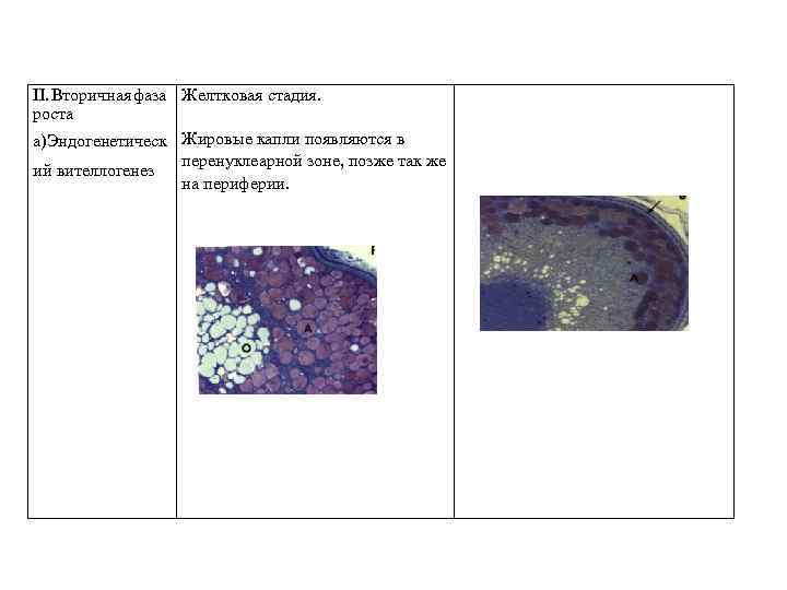 II. Вторичная фаза Желтковая стадия. роста а)Эндогенетическ Жировые капли появляются в перенуклеарной зоне, позже