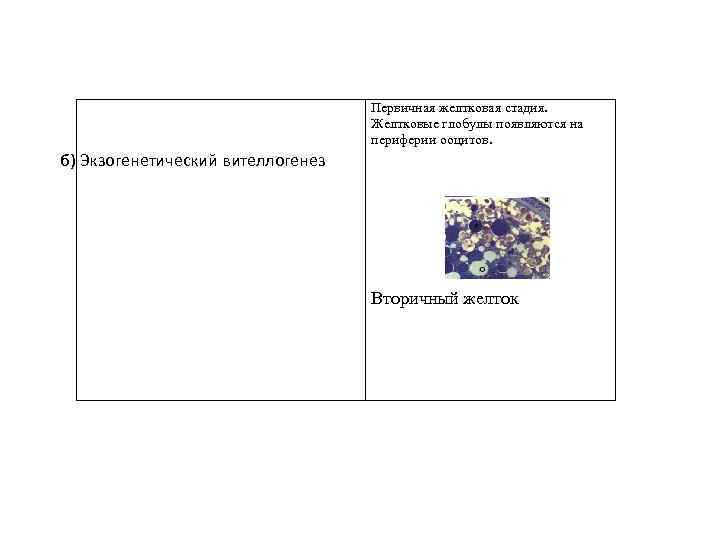 Первичная желтковая стадия. Желтковые глобулы появляются на периферии ооцитов. б) Экзогенетический вителлогенез Вторичный желток