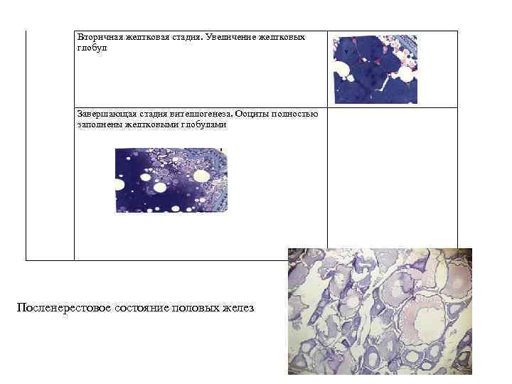 Вторичная желтковая стадия. Увеличение желтковых глобул Завершающая стадия вителлогенеза. Ооциты полностью заполнены желтковыми глобулами