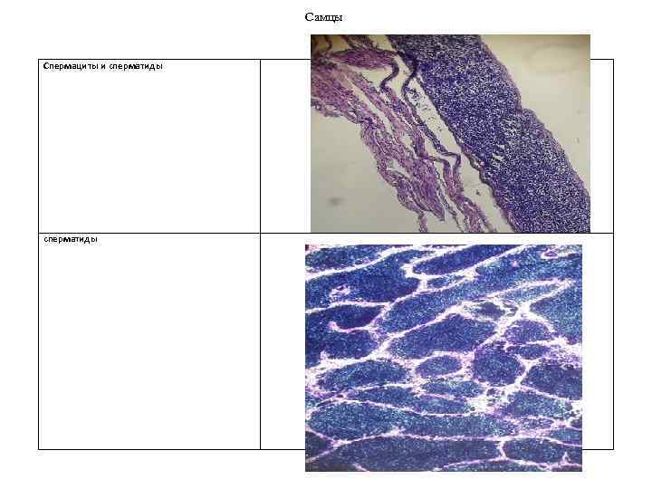 Самцы Спермациты и сперматиды 
