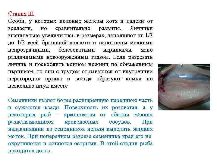 Стадия III. Особи, у которых половые железы хотя и далеки от зрелости, но сравнительно