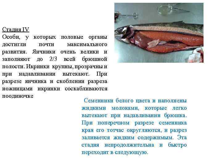 Стадия IV Особи, у которых половые органы достигли почти максимального развития. Яичники очень велики