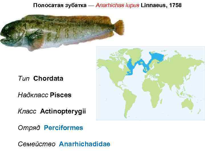 Anarhichas где обитает