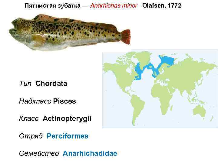 Anarhichas где обитает