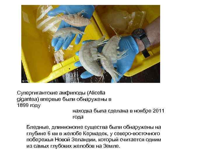 Супергигантские амфиподы (Alicella gigantea) впервые были обнаружены в 1899 году находка была сделана в