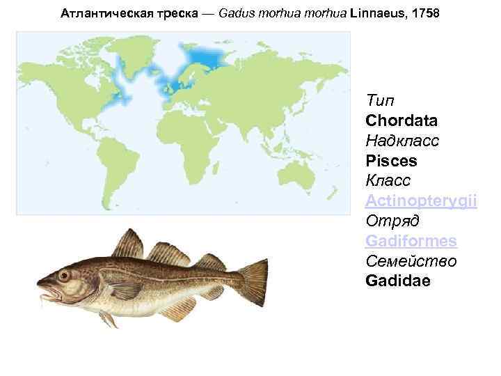 Атлантическая треска ареал обитания карта. Атлантическая треска.