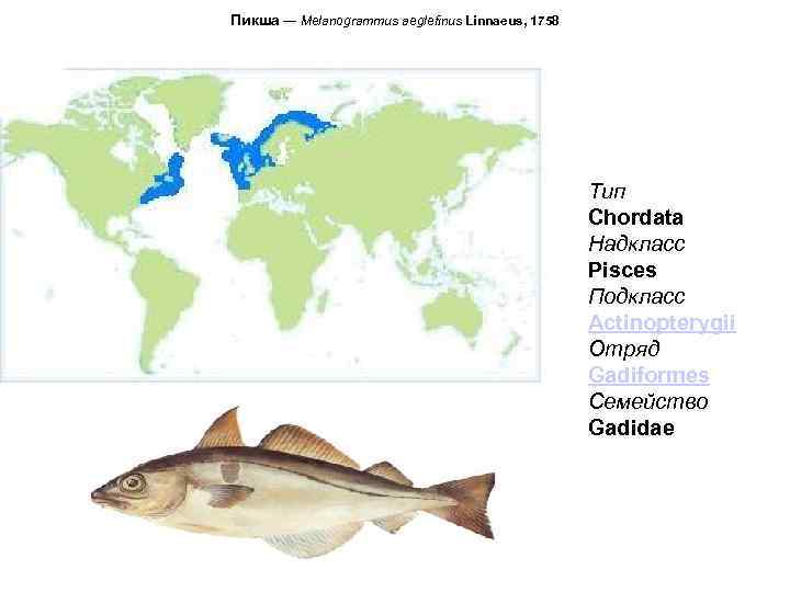 Пикша — Melanogrammus aeglefinus Linnaeus, 1758 Тип Chordata Надкласс Pisces Подкласс Actinopterygii Отряд Gadiformes