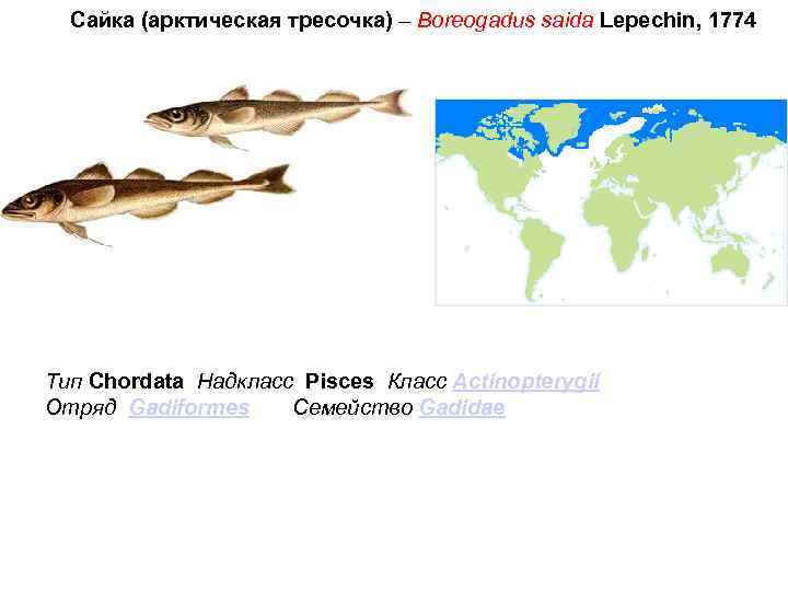 Сайка (арктическая тресочка) – Boreogadus saida Lepechin, 1774 Тип Chordata Надкласс Pisces Класс Actinopterygii