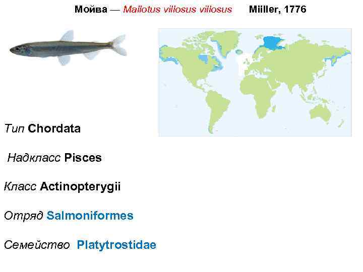 Мойва — Mallotus villosus Тип Chordata Надкласс Pisces Класс Actinopterygii Отряд Salmoniformes Семейство Platytrostidae