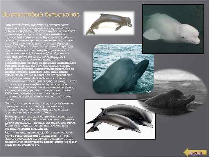 Высоколобый бутылконос Этих китов можно встретить в Северной части Атлантики, а в летнее время