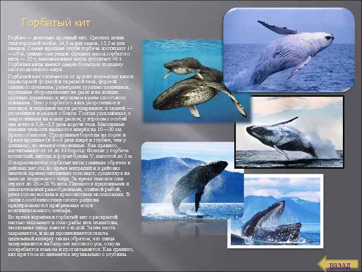 Горбатый кит Горбач — довольно крупный кит. Средняя длина тела взрослой особи: 14, 5