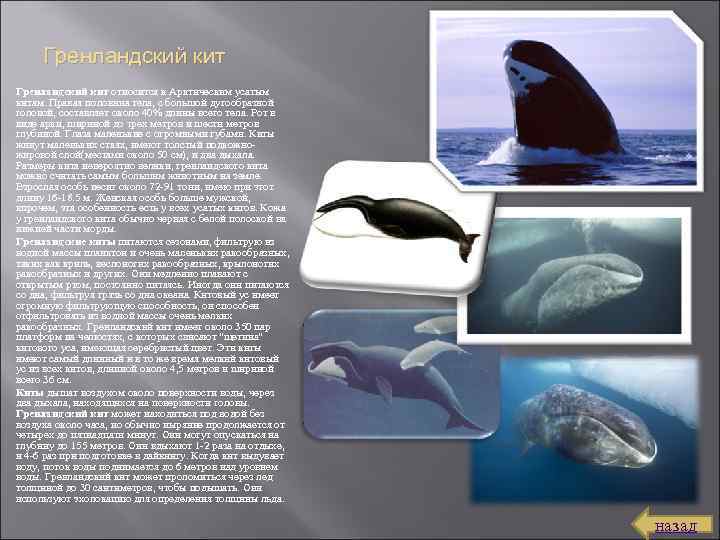 Гренландский кит относится к Арктическим усатым китам. Правая половина тела, с большой дугообразной головой,