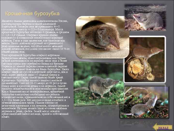 Крошечная бурозубка Является самым маленьким млекопитающим России, насекомоядным Европы и самой маленькой Бурозубкой. Размеры