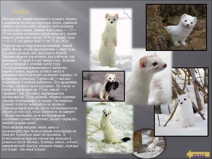 Ласка Небольшой зверёк типичного куньего облика с длинным телом на коротких ногах, длинной шеей