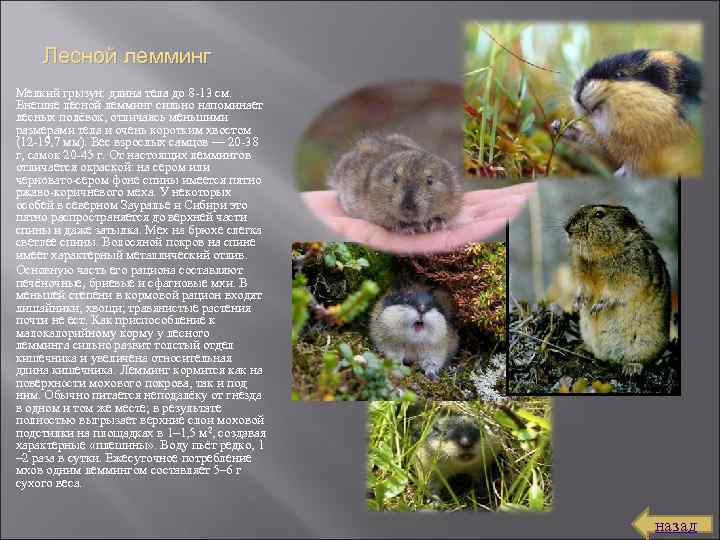 Лесной лемминг Мелкий грызун: длина тела до 8 13 см. Внешне лесной лемминг сильно