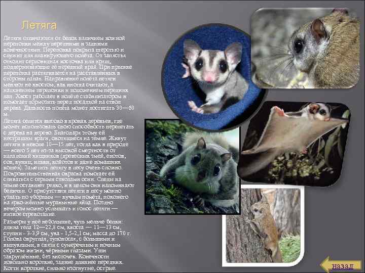Летяга Летяги отличаются от белок наличием кожной перепонки между передними и задними конечностями. Перепонка