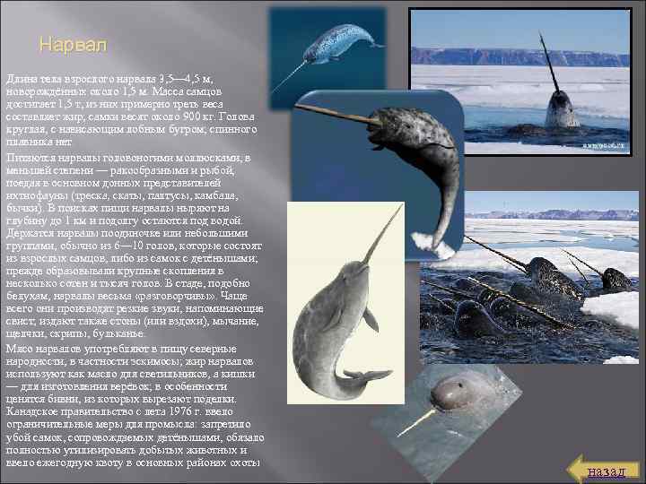 Нарвал Длина тела взрослого нарвала 3, 5— 4, 5 м, новорождённых около 1, 5