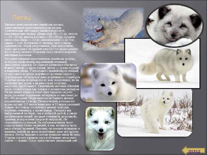 Песец Хищное млекопитающее семейства псовых, единственный представитель рода песцов. Сравнительно небольшое хищное животное, напоминающее