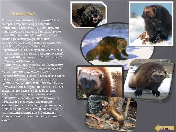 Росомаха — сильный, осторожный и в то же время дерзкий зверь, ведущий одиночный образ