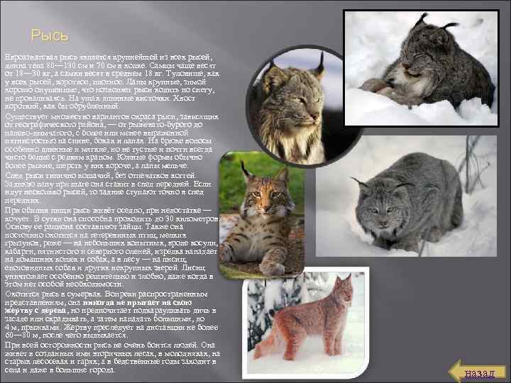 Рысь Евроазиатская рысь является крупнейшей из всех рысей, длина тела 80— 130 см и