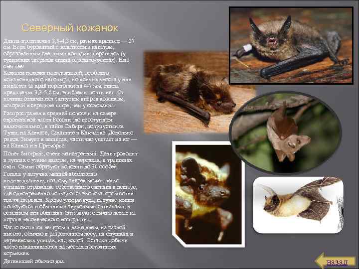 Северный кожанок Длина предплечья 3, 8 4, 3 см, размах крыльев — 27 см.