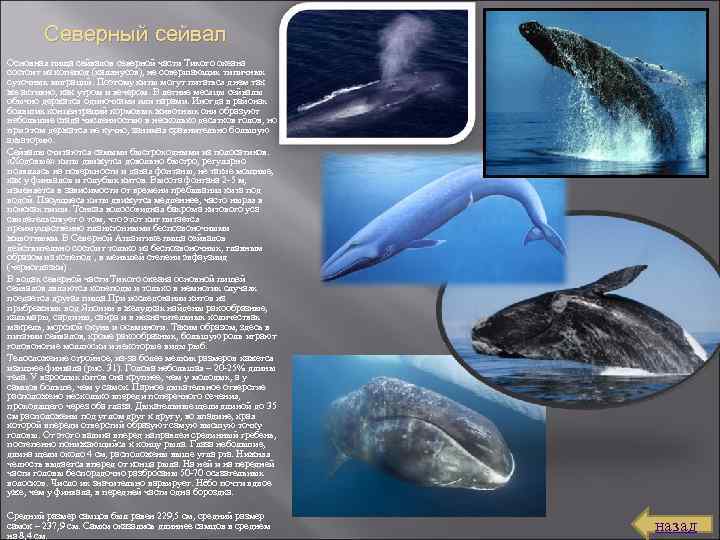 Северный сейвал Основная пища сейвалов северной части Тихого океана состоит из копепод (калянусов), не