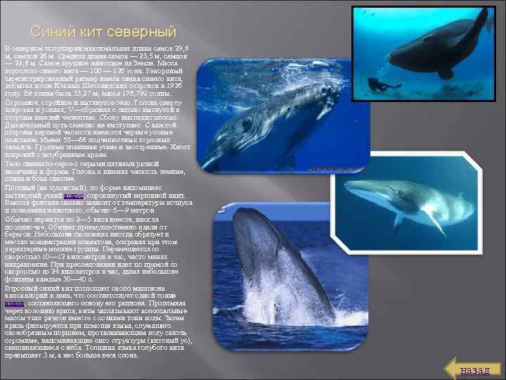 Синий кит северный В северном полушарии максимальная длина самок 29, 8 м, самцов 26