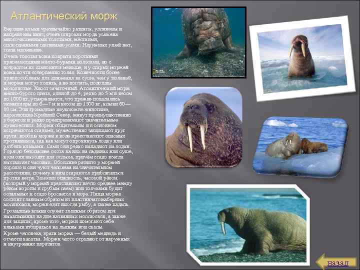 Атлантический морж Верхние клыки чрезвычайно развиты, удлинены и направлены вниз; очень широкая морда усажена