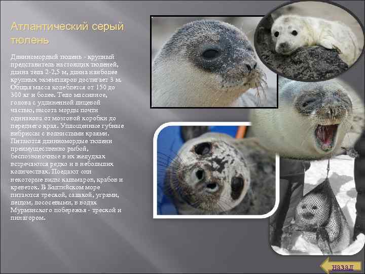 Атлантический серый тюлень Длинномордый тюлень крупный представитель настоящих тюленей, длина тела 2 2, 5