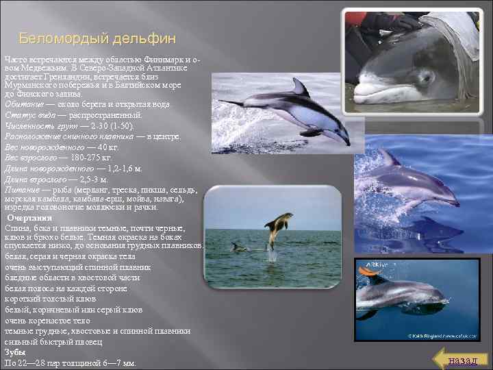 Беломордый дельфин Часто встречаются между областью Финнмарк и о вом Медвежьим. В Северо Западной