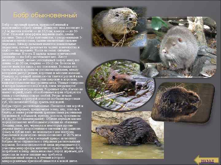 Бобр обыкновенный Бобр — крупный грызун, приспособленный к полуводному образу жизни. Длина его тела