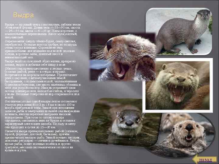 Выдра — крупный зверь с вытянутым, гибким телом обтекаемой формы. Длина тела — 55—