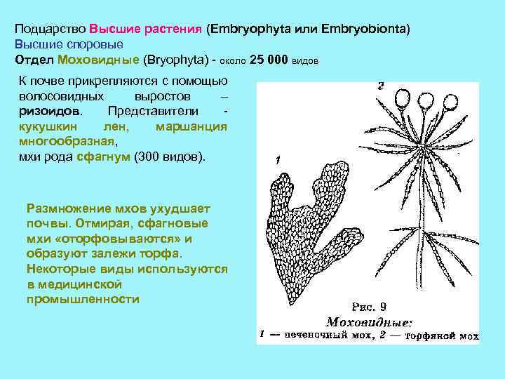 К какому типу относят животное изображенное на рисунке