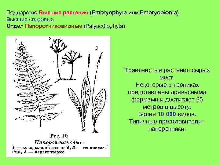 Подцарство Высшие растения (Embryophyta или Embryobionta) Высшие споровые Отдел Папоротниковидные (Palypodiophyta) Травянистые растения сырых
