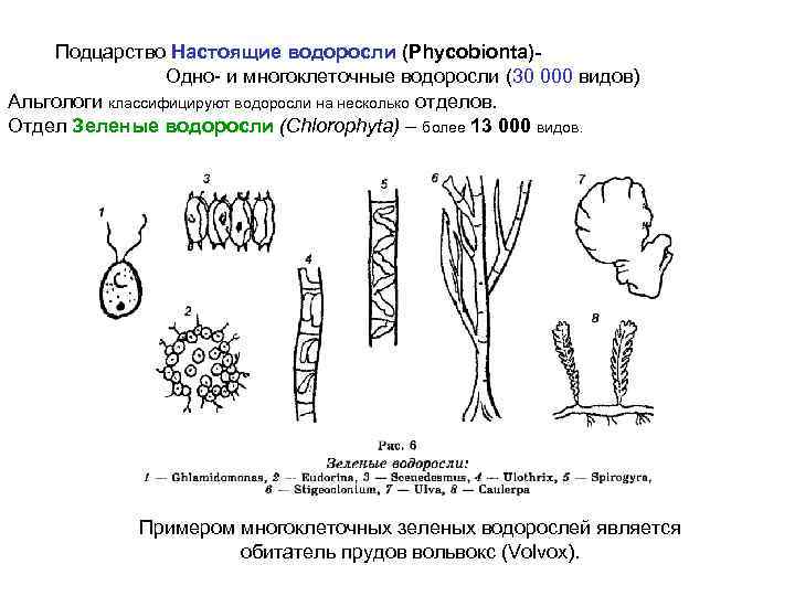 Подцарство Настоящие водоросли (Phycobionta)Одно- и многоклеточные водоросли (30 000 видов) Альгологи классифицируют водоросли на