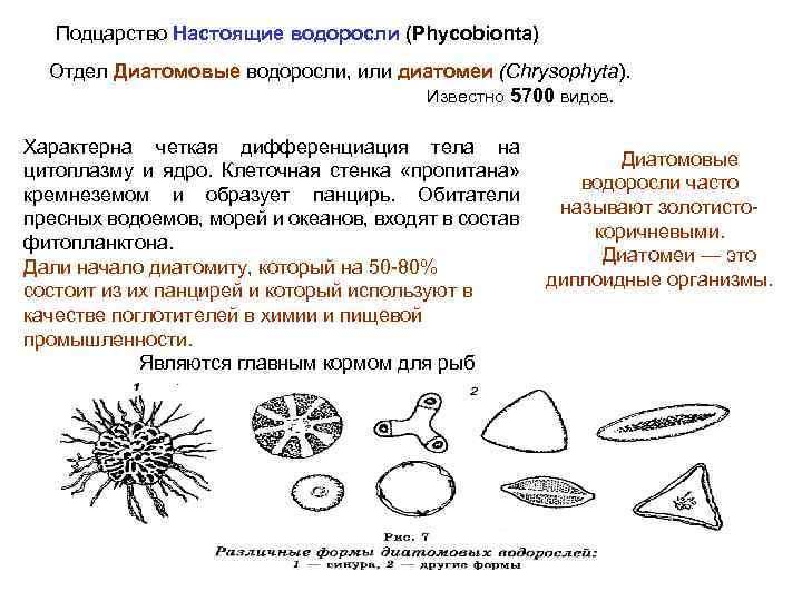Подцарство Настоящие водоросли (Phycobionta) Отдел Диатомовые водоросли, или диатомеи (Chrysophyta). Известно 5700 видов. Характерна