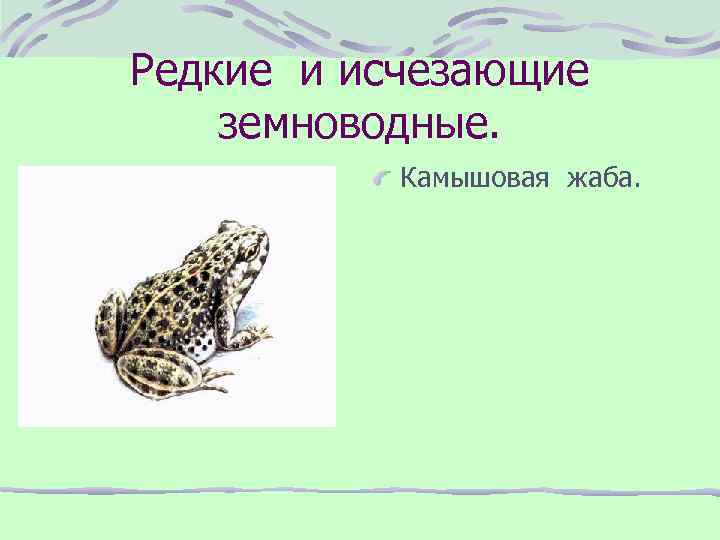 Редкие и исчезающие земноводные. Камышовая жаба. 