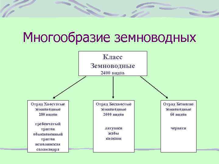  Многообразие земноводных Класс Земноводные 2400 видов Отряд Хвостатые земноводные 280 видов гребенчатый тритон