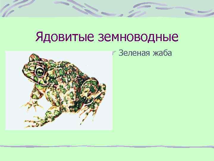 Ядовитые земноводные Зеленая жаба 