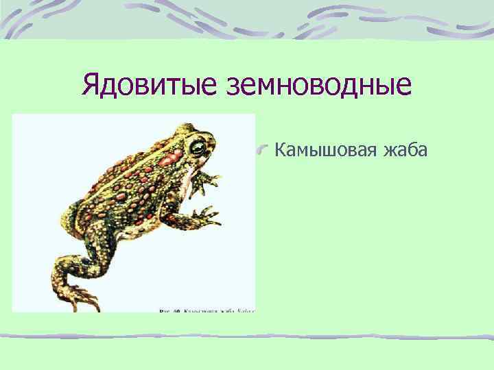 Ядовитые земноводные Камышовая жаба 