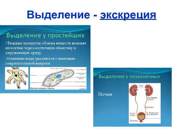 Выделение - экскреция 