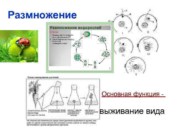 Размножение Основная функция - выживание вида 